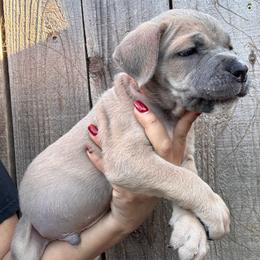 Formentino 1- Red Collar - Gray and fawn male Cane Corso puppy in Compton, California from Urban League Cane Corso