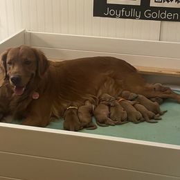 Boy 1 - Dark golden male Golden Retriever puppy in Portland, Oregon from Joyfully Golden