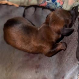 Florian - Wild boar male Dachshund puppy in Livingston, Kentucky from Illyria Dox & GSD