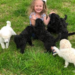 Poodle Puppies from D and D Standard Poodles