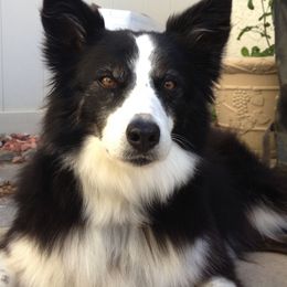 Border Collies from Cimarron Farm