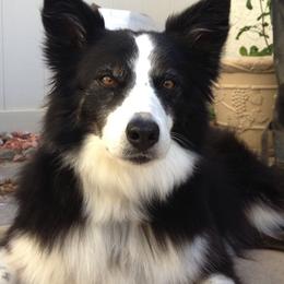Border Collies from Cimarron Farm