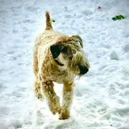 Ellie - Soft Coated Wheaten Terrier