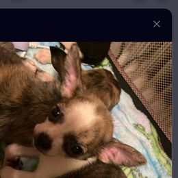 Chihuahua and Shih Tzu Puppies from CrazyLove Kennels