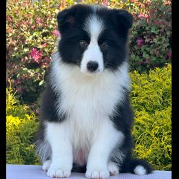 Boy 1 - Black and white male Border Collie puppy in Dunn, North Carolina from Coylety Kennel