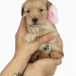 Goldendoodle Puppies from Loving Hearts Goldendoodles