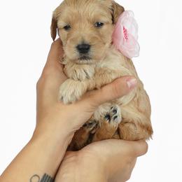 Goldendoodle Puppies from Loving Hearts Goldendoodles