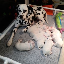 Dalmatian Puppies from Paisley