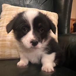 Reggie - Black and tan male Pembroke Welsh Corgi puppy in New Auburn, Wisconsin from Cordell Corgis