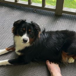 Ruby - Miniature American Shepherd