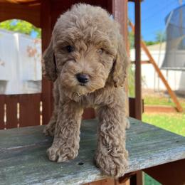 Light Pink Girl - Apricot female Goldendoodle puppy in Largo, Florida from My Favorite Doodle