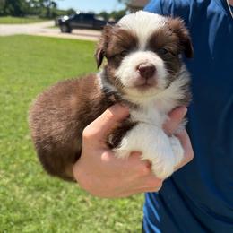 Hershey - Red tri male Miniature Australian Shepherd puppy in Weatherford, Texas from F & T Aussies