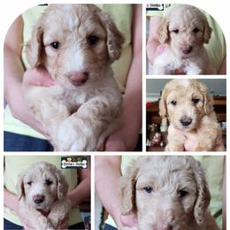 Goldendoodle Puppies from Stormie's Doodles