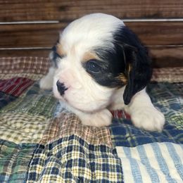 Gunner - Tri-color male Cavalier King Charles Spaniel puppy in Stockdale, Texas from Great Oaks Farm Cavaliers