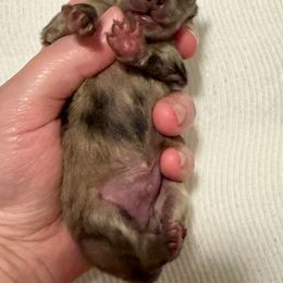 Halo - Cream sable male Pomeranian puppy in Eden, North Carolina from Whippoorwill Pomeranians