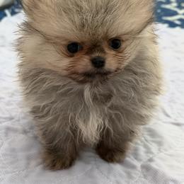 Buddy - Wolf sable male Pomeranian puppy in Newport Beach, California from Exotic City Pomeranians and chihuahuas