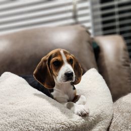 Beagle Puppies from Tymber Lake Beagles