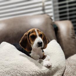 Beagle Puppies from Tymber Lake Beagles