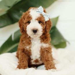 Rocky - Red  male Goldendoodle puppy in Rio Linda, California from GoldendoodlePaw