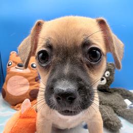 Fiona - Fawn female Chihuahua puppy in Georgia & Florida, Georgia from Fiesta Pups