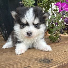 Dallas - Black female Pomsky puppy in Mc Minnville, Oregon from West Coast Pomskies