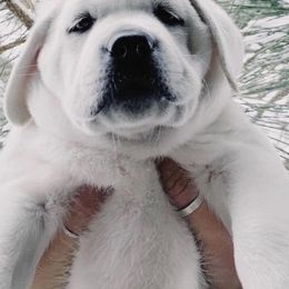 Labrador Retriever Puppies from Lucky Ranch Labradors