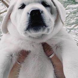 Labrador Retriever Puppies from Lucky Ranch Labradors