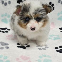 BELLA - Blue merle and white female American Corgi puppy in Walker, Iowa from Double K Corgis