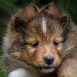 Shetland Sheepdog Puppies from Shirehill Shelties