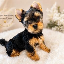 Romeo - Black and tan male Yorkshire Terrier puppy in Newport Center, Vermont from Green Mountain Designer Yorkies