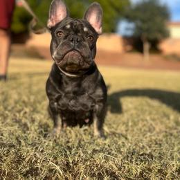 Versace - French Bulldog
