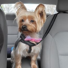 ARYA - Yorkshire Terrier