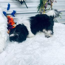 Dash - Black and white male Shih Tzu puppy in Elgin, South Carolina from Silver Bells Paw Prints