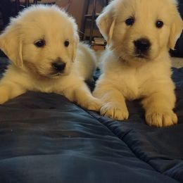 Golden Retrievers from Kramer Family Goldens