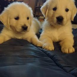 Golden Retrievers from Kramer Family Goldens
