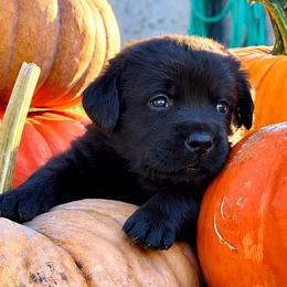 Hazel (Purple Collar) - Black female Dilute Retriever puppy in Baldwin City, Kansas from Hedge Lane Labradors