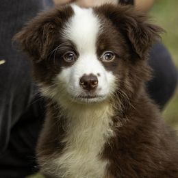 Red tri with 2 dark blue eyes (i think) - Red tri-color male Miniature American Shepherd puppy in Franklinville, North Carolina from Fine Hill Miniature Americans