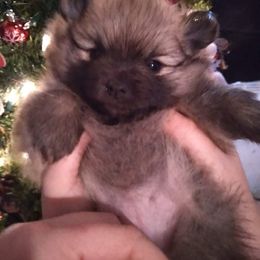 Pomeranian Puppies from Oh So Sassy Poms