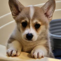 Pembroke Welsh Corgi Puppies from Kari's Pembroke Welsh Corgis