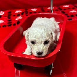 Ozzy - Blue collar - White male Bichon Frise puppy in 63101 (St. Louis Metro Area), Missouri from BichonSTL