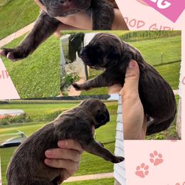 NUTMEG - Fawn female Great Dane puppy in Wellsville, New York from Prophecy Danes