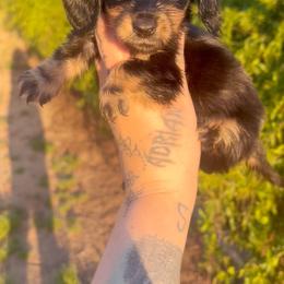 Female 3 - Black and cream female Dachshund puppy in Riverside, California from Ashley’s canine collective