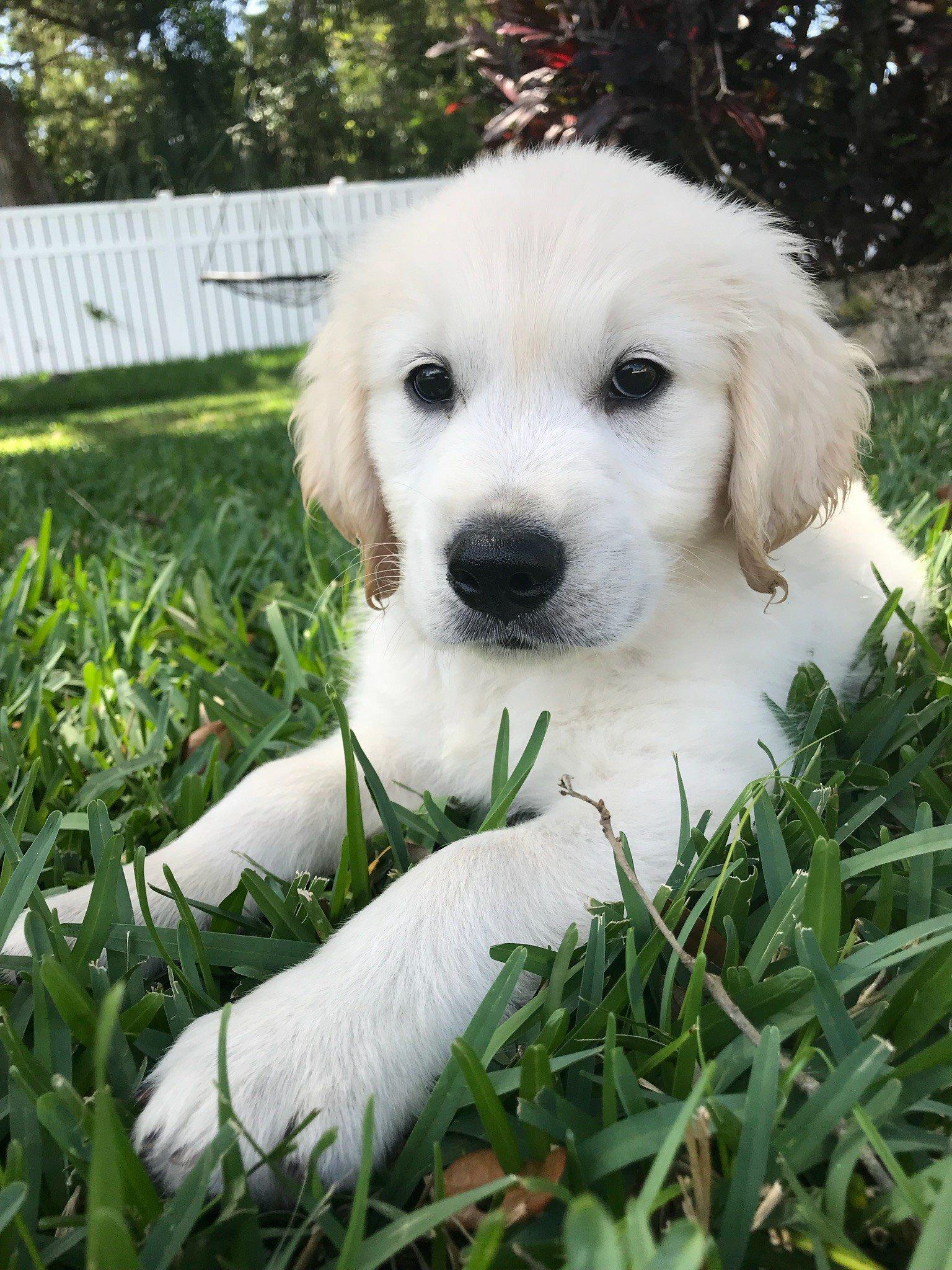A Golden Paradise in Florida | Golden Retriever puppies | Good Dog
