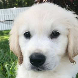 Golden Retrievers from A Golden Paradise