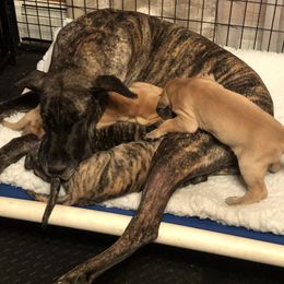 Great Dane Puppies from Great Alaskan Danes