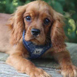 Boy 1 - Cavalier King Charles Spaniel puppy from Ruby and Black Cavaliers