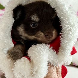 Boy 1 - Chocolate male Pomsky puppy in Leesburg, Virginia from Capital Pomsky