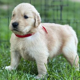 Fox (Red) - Golden male Golden Retriever puppy in Franklin, West Virginia from Wildmour K9
