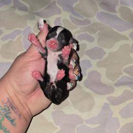 Diamonds - Black and white female Chihuahua puppy in Amity, Pennsylvania from Baxters Chihuahuas