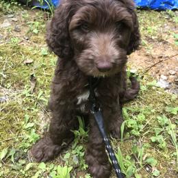 Bernedoodle and Goldendoodle Puppies from Bailey Mountain Doodles
